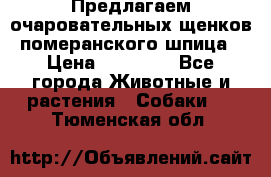 Предлагаем очаровательных щенков померанского шпица › Цена ­ 15 000 - Все города Животные и растения » Собаки   . Тюменская обл.